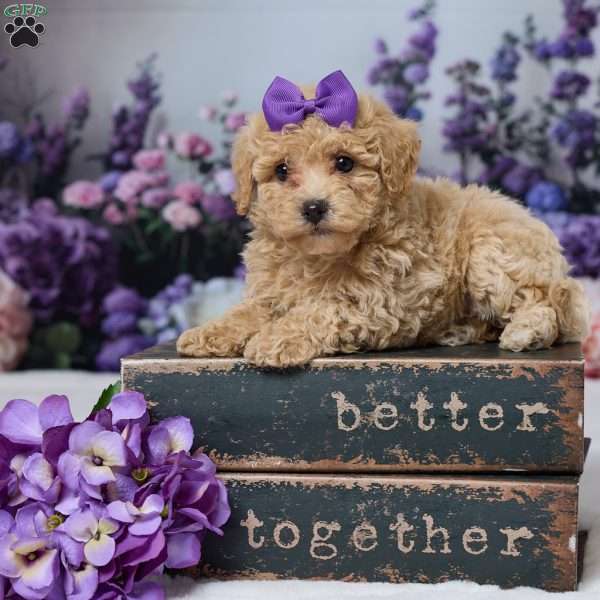 Della, Bich-Poo Puppy